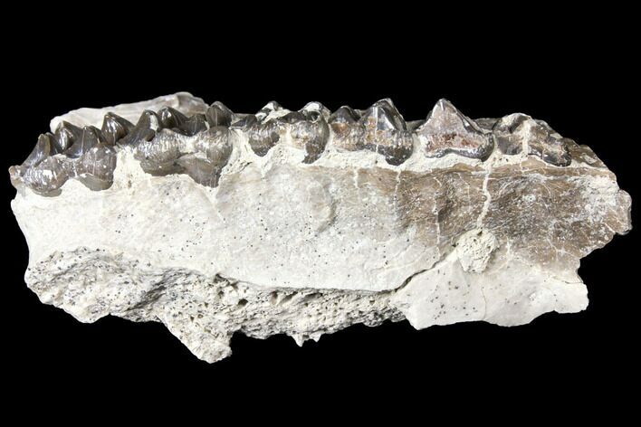 Oreodont (Merycoidodon) Jaw Section - South Dakota #128126